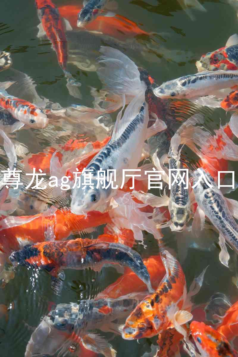 尊龙ag旗舰厅官网入口