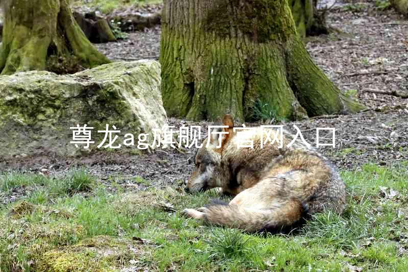 尊龙ag旗舰厅官网入口